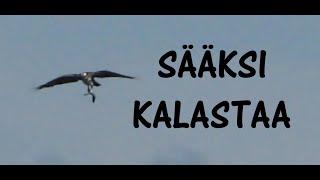 Sääksi kalastaa