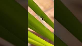  Cucumber Beetle Up Close: A Quick Look in the Garden 