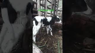 Inyana ya friesone(friesian calf?