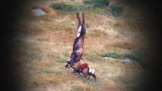 Hirschjagd in den Karpaten 2/3  - Red stag hunting in the Carpathian Mountains 2/3