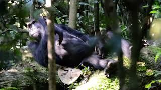 Kibale Forest National Park Offers Chimpanzee Trekking and Habituation Adventures