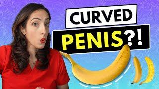 Do Normal Penises Have A Curve?! A Urologist Explains