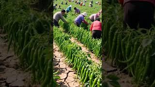 ️🫐Great harvest#villagelife#farming#agriculture#planting #rurallife#enjoyrurallife #satisfying