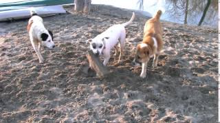 Bulka american bulldog and central asian shepherds