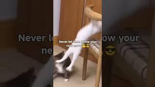 Epic Cat Wrestling Match  | Furry Fighters in Action! #cats  #funnycats  #felinefury