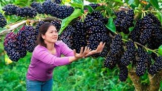 HOW TO Harvesting Mulberries - Yummy stuffed taro cake recipe Go To Market Sell | Hồng Ca Harvesting