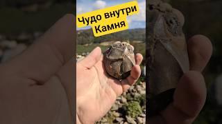 Моя лучшая находка! #золото #gold #камнемания #аммонит #наутилус #окаменелости #самоцветы #минералы