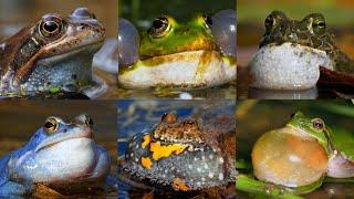 Nature sounds – European frog calls