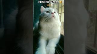 Mr. chhotu ️ I see  only him  as a king  #king #love #shortvideo