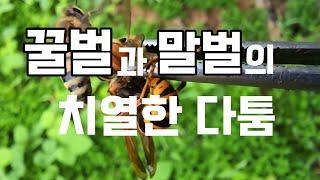 꿀벌과 말벌의 치열한 다툼 현장