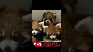 GOOD NEWS: Endangered Red Pandas Born Lincoln Children’s Zoo