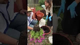 Спасаем петунию! #дача #садоводничество #огород #лайфхак #сад #garden #цветы #петуния