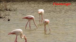 Migratory birds in Doñana National Park and Extremadura