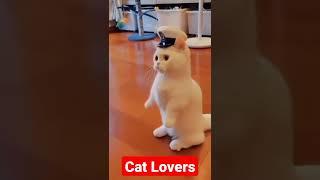 cat status,cat status,cat,cat lover whatsapp status,cat video,cat status song#catlovers #shorts