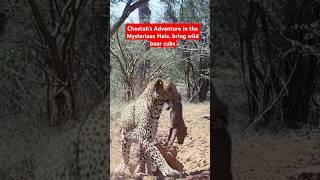 Cheetah's Adventure in the Mysterious Hole, bring wild boar cubs #CheetahHunter #HoleSecret #Cheetah