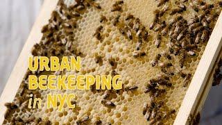 Watch NYC Beekeeper Tend To 50,000 Bees
