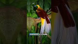 Unique facts about birds of paradise  #birds #paradise #facts #animals #fypシ゚