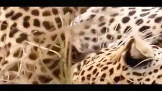 Documentary Animals Full Amazing English Wild Documentary Animals 2017 Shap Lions Chan