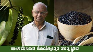 ಕಾಳುಮೆಣಸಿನ ಕೊಯ್ಲೋತ್ತರ ತಂತ್ರಜ್ಞಾನ | Post Harvest Tips for Export Quality Pepper Production