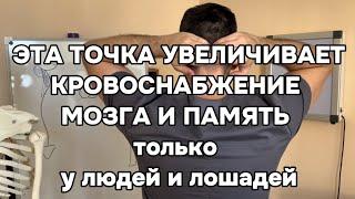 Эта точка увеличивает кровоснабжение мозга в 45 раз только у людей и лошадей. Память и внимание тоже