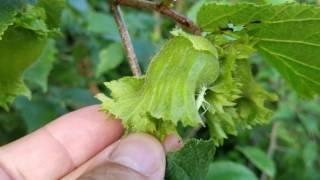 Wild hazelnuts, checking to see if they are ready to pick.