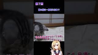 猫好きならわかる猫雑学クイズ！第７問、第８問　#猫 #雑学 #姫華のアメショーワールド