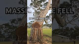 I love my job so much! Coolest job ever!  #gumtree #treeremoval #trees #chainsaw #treework #wood