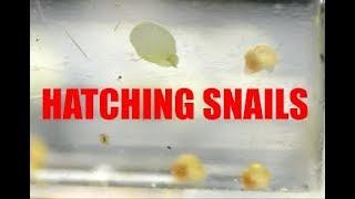 Hatching baby snails, Snails first steps! Sunday Fun day BONUS video!