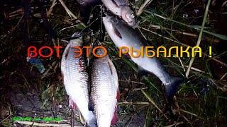 Супер Инна , жерехи , голавли !#голавль  #спиннинг  #жерех