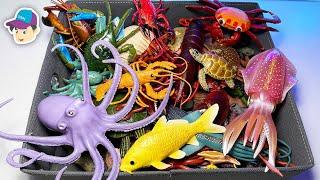 Sea Animals - Squid, Octopus, Fish, Shellfish, Cephalopods, Crustaceans, Turtles, Rays 13+