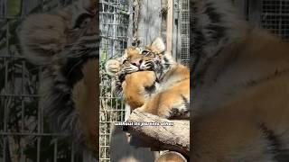 Tiger "Brown Sugar" Abandoned for Being Too Cute#animals #tiger#wholesome #friendship #shorts