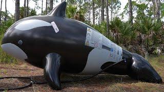 Overinflating a Rubbery Balloon Whale