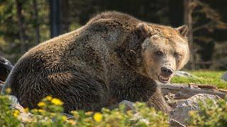 Grizzlybär - Der Spitzenjäger Aus Nordamerika / Dokumentation