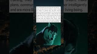 The Wolf, Nature’s Loyal, Intelligent, and Mysterious Guardian