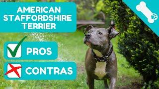  ADVANTAGES and DISADVANTAGES of owning an AMERICAN STAFFORDSHIRE TERRIER  PROS  CONS