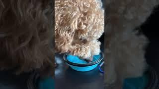 #funnydogs #funnyvideo #funnyshorts #happy #doglife #dog #poodle #dogshorts #doglover #dogvideos 