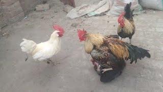 5 Rooster  & Hen's Full shoked || rooster Full Heatup  summer winter || pet birds 