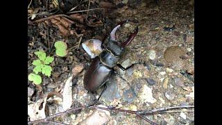 Stag Beetle - Lucanus cervus - June 2021