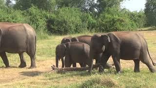 A Visit To The National Forest        වනයේදී වන සතුන් නැරඔූ මොහොත ඹබටත්