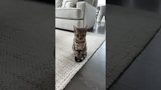 Does anyone relate #cute#bengal#cuteanimal