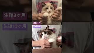 子猫の時と全く同じダンスで比べたら大きくなりすぎたラグドール猫ww