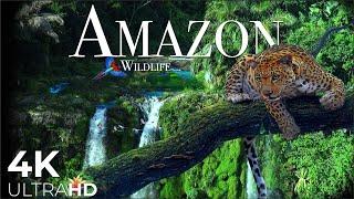 AMAZON Rainforest 4K - The World’s Last Eden | Nature & Wildlife Relaxation Film Ultra HD