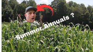 Why everyone should plant Summer annuals with DVM Fred Brown. #goat