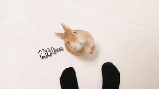 環境が変わった恐怖で飼い主から離れることが出来ないウサギが可愛すぎた…