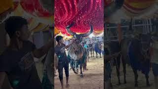 SARTAJ MOST BIGGEST KANKAREJ OF MAAZ CATTLE FARM 2025#shorts#viral#trending#youtubeshorts#reels