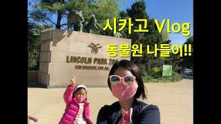 {시카고일상} 다나와 시카고 나들이 1탄!! Lincoln park zoo!!