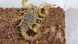 The scorpion babies are growing up,Keep the scorpions separately 小蝎子们慢慢长大了