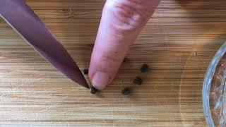 Preparing hibiscus seeds for germination