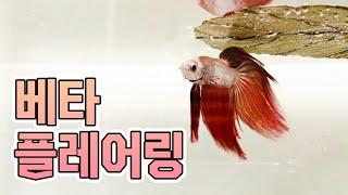 하프문 베타 | 플레어링 | Betta Fish | Flaring [별거농장]