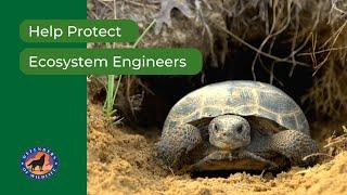 Help Protect Ecosystem Engineers